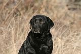 LABRADOR 1119